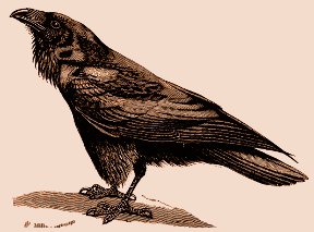 Raven's Wing Oil